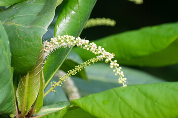 Terminalia Catappa Tropical Almond Tree With Broad Leaves