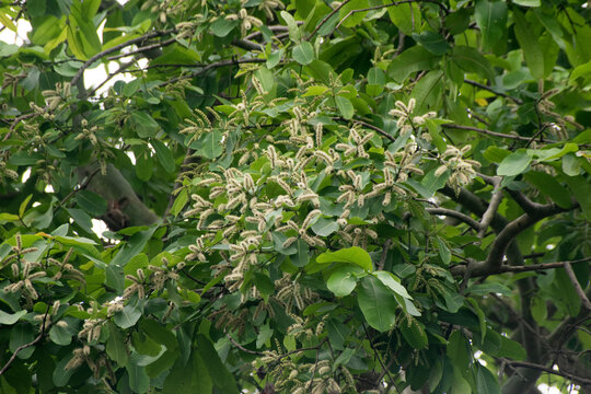 Terminalia Arjuna Arjun Tree Growing In Natural Environment