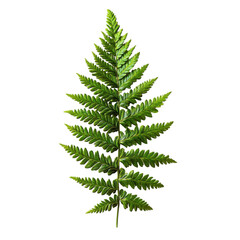Vibrant green fern frond with symmetrical leaflets showcasing intricate botanical details isolated on white background