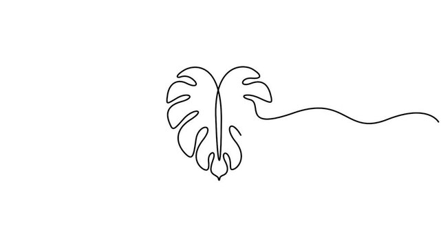 Animated self drawing minimalist, continuous line drawing of a Monstera leaf