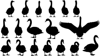 Vector silhouette collection of ducks, geese, and swans in various poses including swimming, standing, and flying on white background, © Ahsan