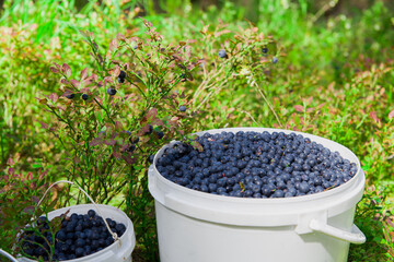 Blueberries picked in the forest.