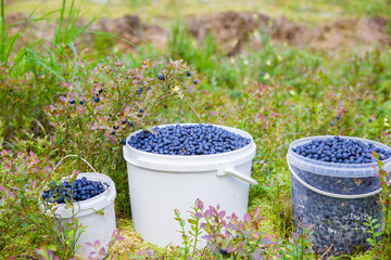 Blueberries picked in the forest.