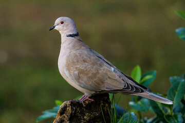 T&uuml;rkentaube (Streptopelia decaocto)
