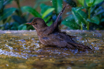 Amsel (Turdus merula) Weibchen