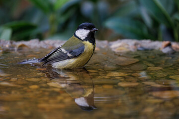 Kohlmeise (parus major)
