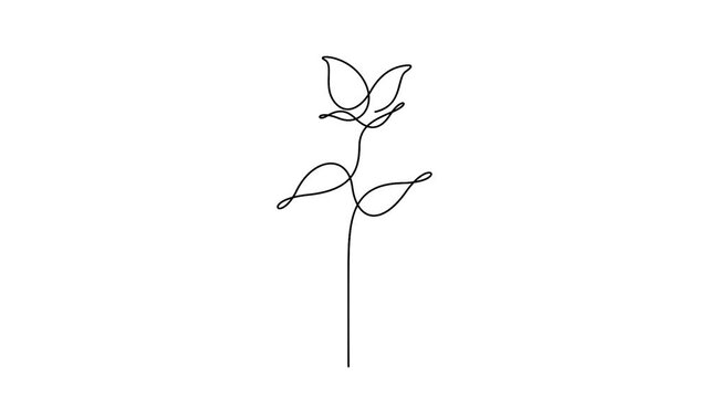 Self animated minimalist one-line drawing of a rose flower, Concepts for tattoo designs and inspiration