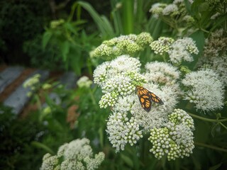 butterfly on a flower