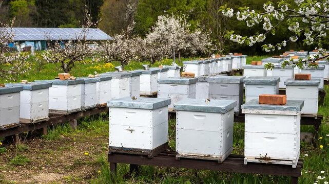 Rows of white beehives in a lush green field with blooming trees and a sunny background.