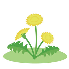 タンポポが咲いている　イラスト