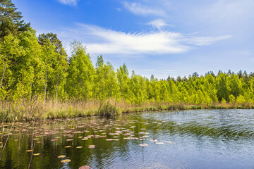 Fototapeta premium View at a forest lake with lush green trees a sunny summer day