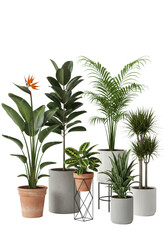 Fototapeta premium A collection of six diverse, tall, indoor plants (palm, strelitzia, dracaena) in modern geometric pots against a stark white cyc wall with high-key lighting, emphasizing architectural biophilic