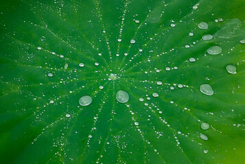 蓮の葉と水滴（生成AI）
