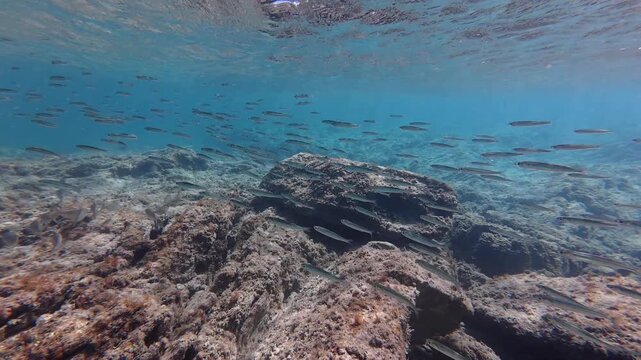 banc de sardines dans une mer bleue turquoise