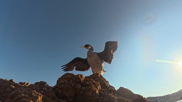 cormoran sur son rocher se fait s&eacute;cher les ailes