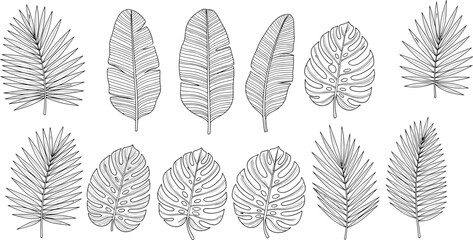 Large collection of hand drawn tropical leaves featuring monstera deliciosa banana leaf and palm fronds in black line art style for exotic botanical design © Moyuri