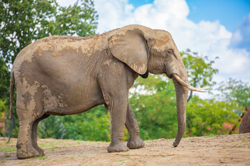 Obraz premium Full length side view of large male African elephant in its natural habitat with green trees and a dirt path