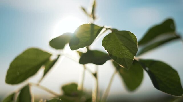 Sunlit organic field in rural area. Healthy soybean plants thriving in field. Organic farming with vibrant soybean plants. Sustainable rural soybean field. Organic soybean field growing in countryside