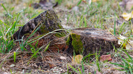 Fototapeta premium A large tree stump is sitting on the ground