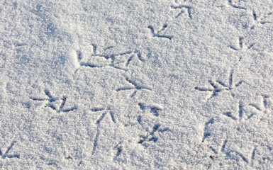 Obraz premium A snow covered ground with a few bird footprints