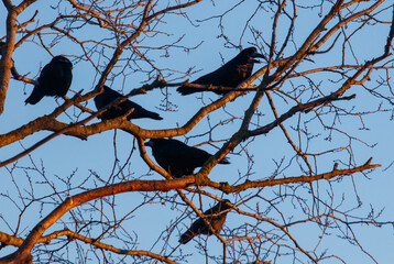 Obraz premium Four black birds are sitting on a tree branch