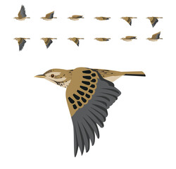 Meadow Pipit Bird Flying Animation Sequence Cartoon Vector