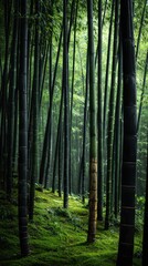 Obraz premium Dense grove of black bamboo forming a tranquil forest backdrop