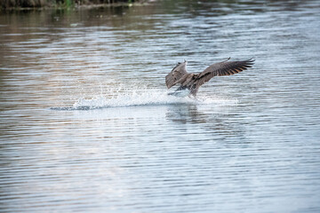 Obraz premium Canada Goose running across water during takeoff, large waterfowl splashing while lifting from lake surface