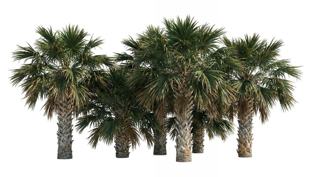 Sabal palmetto cabbage palm trees in realistic 3D render style with textured trunks and fan shaped fronds.