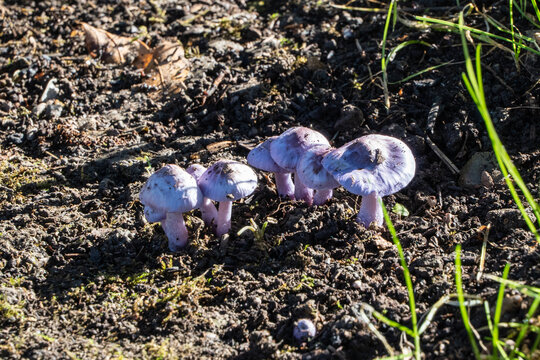 Cluster of light purple mushrooms Inocybe geophylla var. lilacina  known as earthy inocybe is poisonous mushroomgrowing in dry soil with patches of grass and moss.