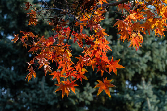 Vibrant orange and red autumn leaves maple Acer Palmatum dangle from branches, contrasting beautifully against soft blue sky and blurred evergreen trees. Nature concept for design