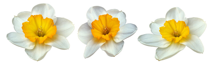 Set of white daffodil flowers on isolated background.  Close-up.  For design. Transparent background © nadezhda F