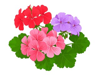 A vibrant, close-up image of a cluster of geraniums. It features blooms in red, pink, and purple, set against lush green leaves, all on a white background