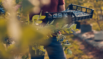 Farmer picking fresh blueberries on a farm.
