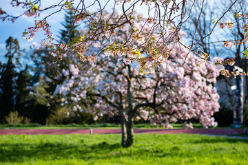 Fototapeta premium Cerisier dans un parc ensoleillé