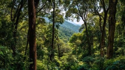 Fototapeta premium Panoramic Tropical Forest Landscape for Environmental Conservation and Eco Tourism Background