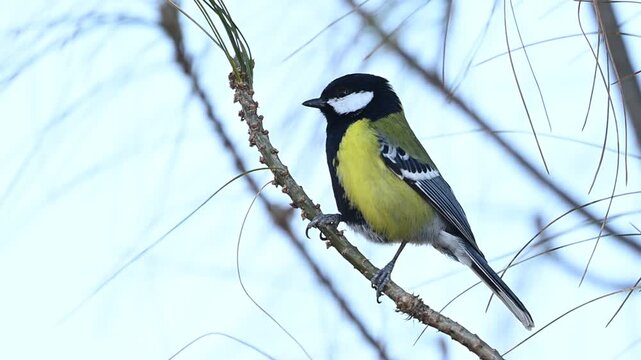 A stunning high-resolution macro shot of a Green-backed Tit (Parus monticolus) perched on a branch, showing every detail of its feathers.