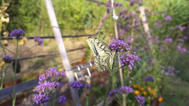 Swallowtail butterfly feeding on purple Verbena flowers near a wooden trellis. Slow motion high frame rate footage of an insect pollinator gathering nectar in a summer garden environment.
