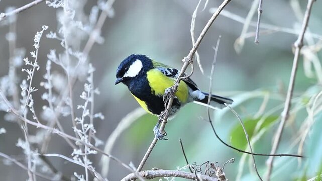 An elegant portrait of a Green-backed Tit, with natural lighting highlighting the contrast between its black, white, and yellow features.