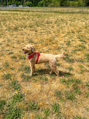 Labradoodle in the Sun