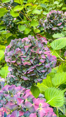 Hydrangea and Dragonfly