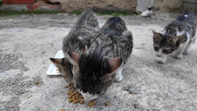 Cute Stray or feral cats live freely and tend to keep their distance from people. Hungry survival Animals