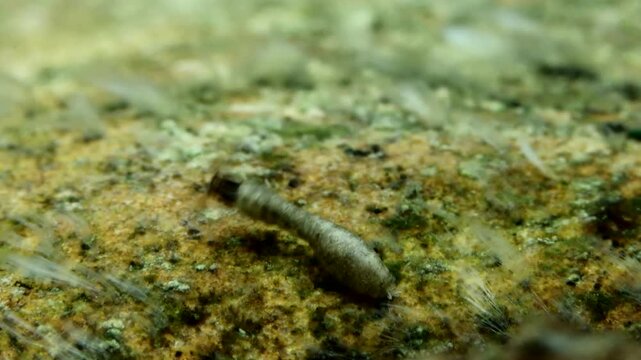Black fly larva (Simuliidae) underwater, attached to a rock in a trout stream and filter feeding, slow motion macro close-up.