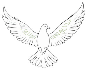 Obraz premium White pigeon line art with wide open wings, a bird illustration for peace concepts