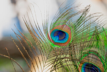 Obraz premium Beautiful peacock feather with natural background