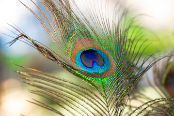 Beautiful peacock feather with natural background
