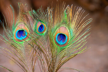 Fototapeta premium Beautiful peacock feather with natural background