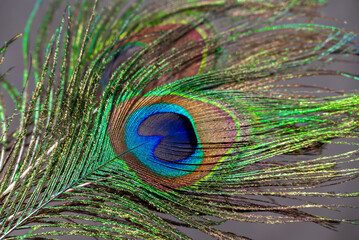 Obraz premium Beautiful peacock feather with natural background