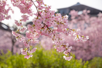 Flowering cherry trees in a residential area, out of focus,  pink cherry blossom branch