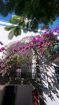 Vertical view of beautiful buildings and bougainvillea flowers in picturesque fishing old village Puerto de Mogan, Gran Canaria, Canary Islands, Spain